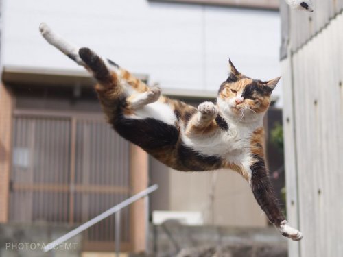 Kotul martial arts - cat, Longpost, 