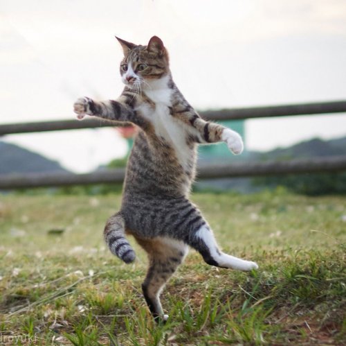 Kotul martial arts - cat, Longpost, 