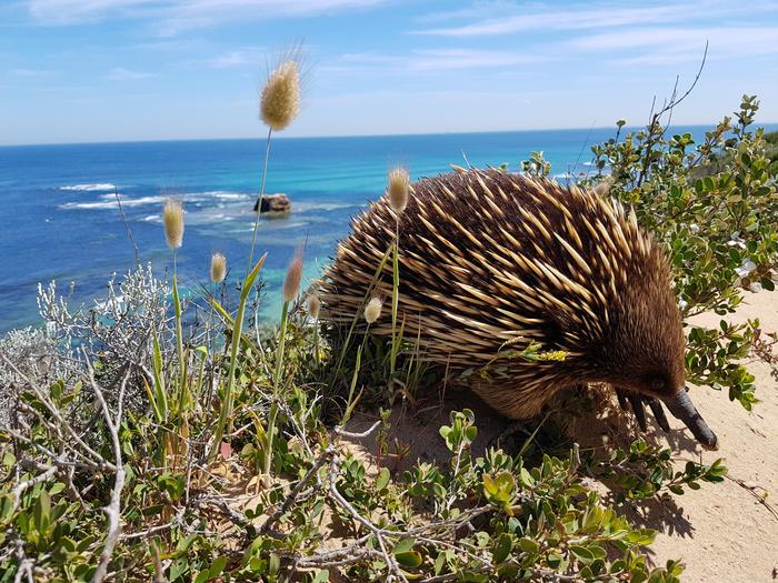 On the coast of Australia - Beach, Animals, , Echidna