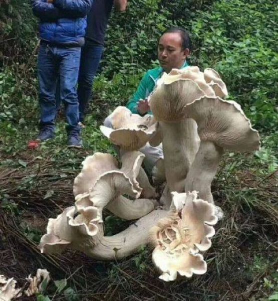 Китайский дедуля нашел съедобного короля всех грибов. Китай, Грибы, Гиганты, Рекорд, Дед, Длиннопост