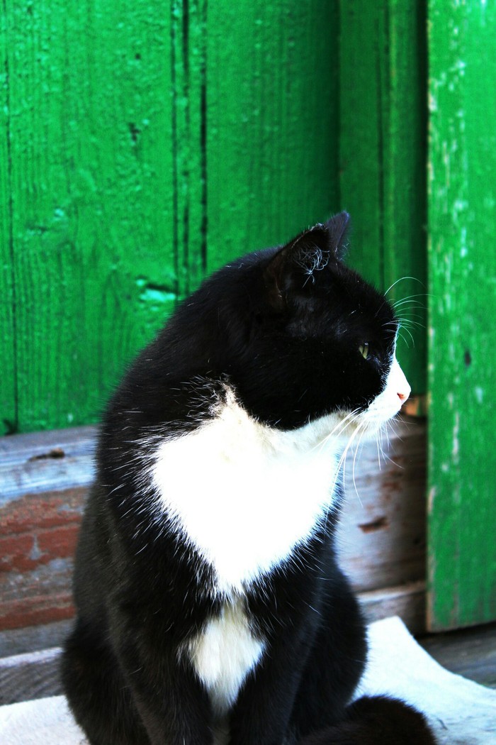 Country cat - My, cat, The photo, Village, Canon 1200d