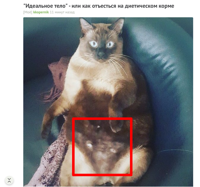 А вы видите морду второго котика?