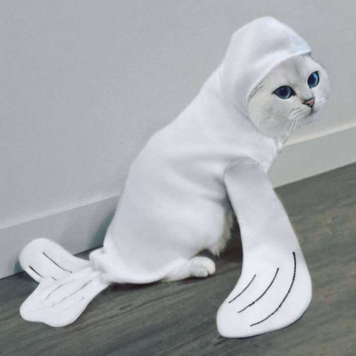 Marine seal - Costume, cat, Seal