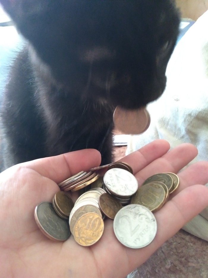 Brought the salary - My, cat, Salary, , Tag