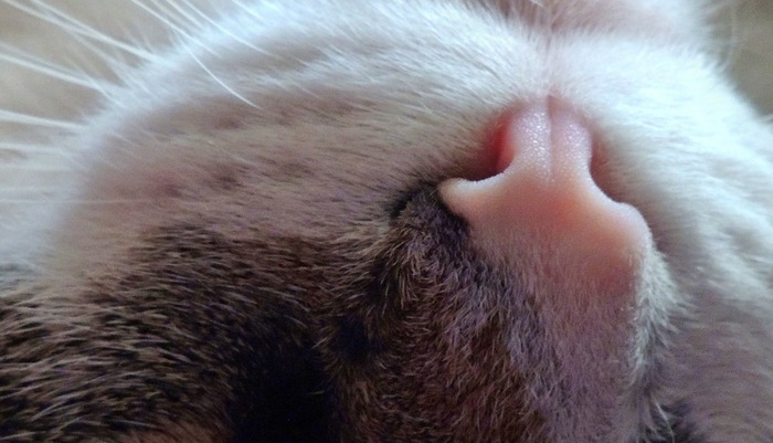 Cat's nose in high resolution. - My, cat, The photo, A high resolution, Permission, Beautiful, Pets, Not cats, spouts, Nose