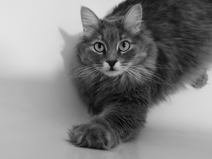 Black and white session - My, Catomafia, cat, Leica, Animals, Pet, Pets