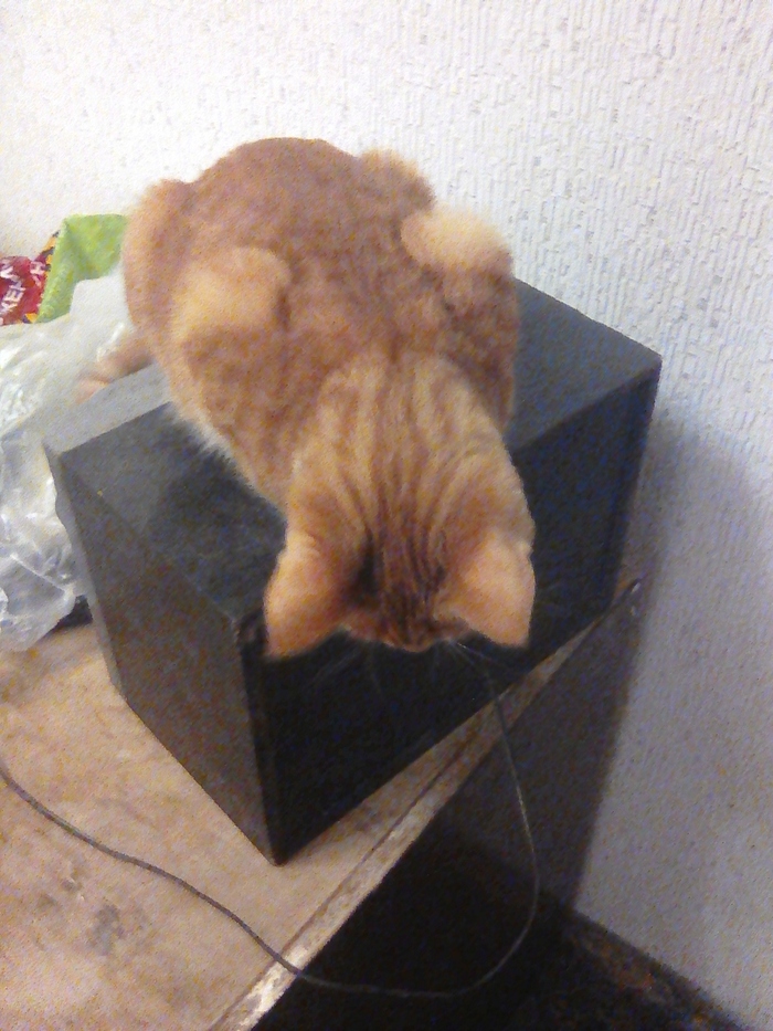 Disorder - cat, Longpost, Box, My