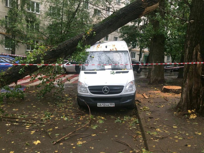 Упало дерево, прошу помощи не знаю что делать. - Моё, Дерево, ДТП, Помощь, Халатность, ЖКХ, Длиннопост