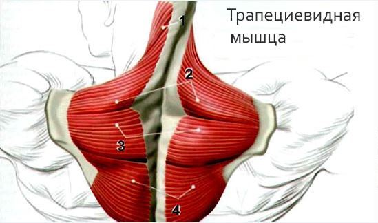 Как сделать массаж шейно воротниковой зоны