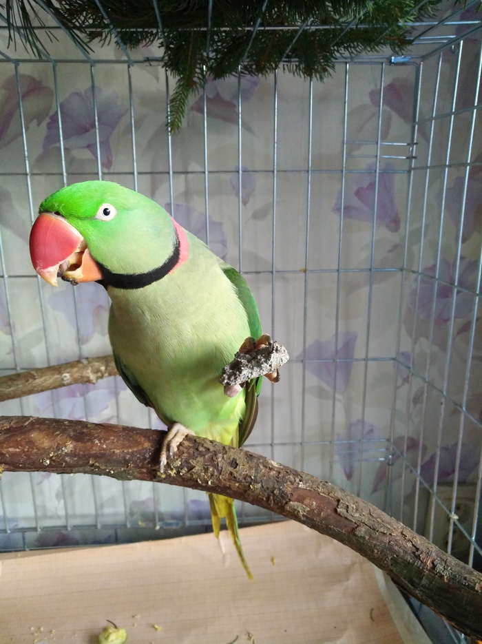 What why and why. - My, A parrot, Animals, Treatment, Help, Antibiotics, Veterinary