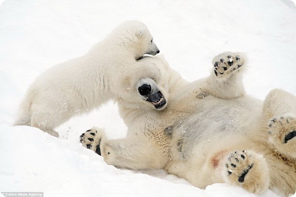 How much fun a bear cub can have with his big mother polar bear) - Bear, Polar bear, The park, Finland, Longpost, The Bears