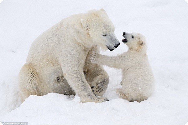 How much fun a bear cub can have with his big mother polar bear) - Bear, Polar bear, The park, Finland, Longpost, The Bears