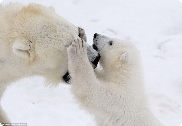 How much fun a bear cub can have with his big mother polar bear) - Bear, Polar bear, The park, Finland, Longpost, The Bears