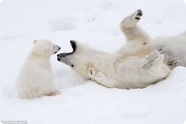 How much fun a bear cub can have with his big mother polar bear) - Bear, Polar bear, The park, Finland, Longpost, The Bears