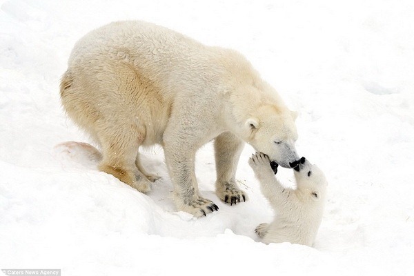 How much fun a bear cub can have with his big mother polar bear) - Bear, Polar bear, The park, Finland, Longpost, The Bears