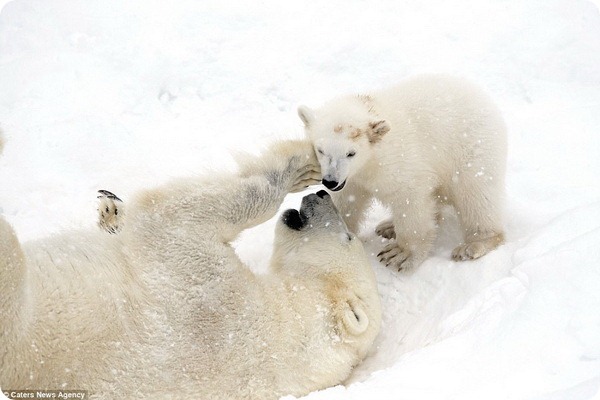 How much fun a bear cub can have with his big mother polar bear) - Bear, Polar bear, The park, Finland, Longpost, The Bears