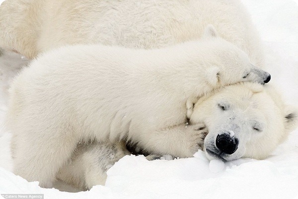 How much fun a bear cub can have with his big mother polar bear) - Bear, Polar bear, The park, Finland, Longpost, The Bears