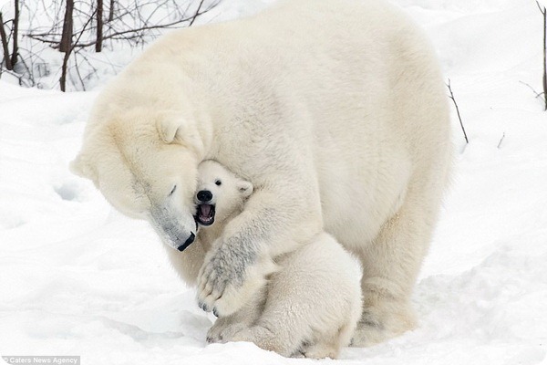 How much fun a bear cub can have with his big mother polar bear) - Bear, Polar bear, The park, Finland, Longpost, The Bears