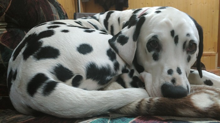 It's cold today... - My, Dog, Cold, Autumn, Dalmatian