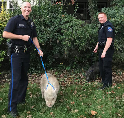 Свиньи временно поселились в полицейском участке, пока офицеры ищут их владельца
