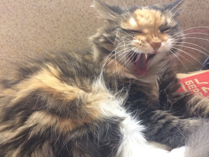 ������ ����