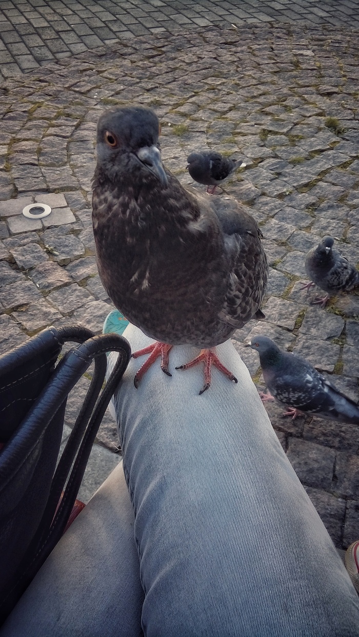 Are there any seeds? - My, Pigeon, Birds, Impudence, Funny, Town, Humor, , Yekaterinburg