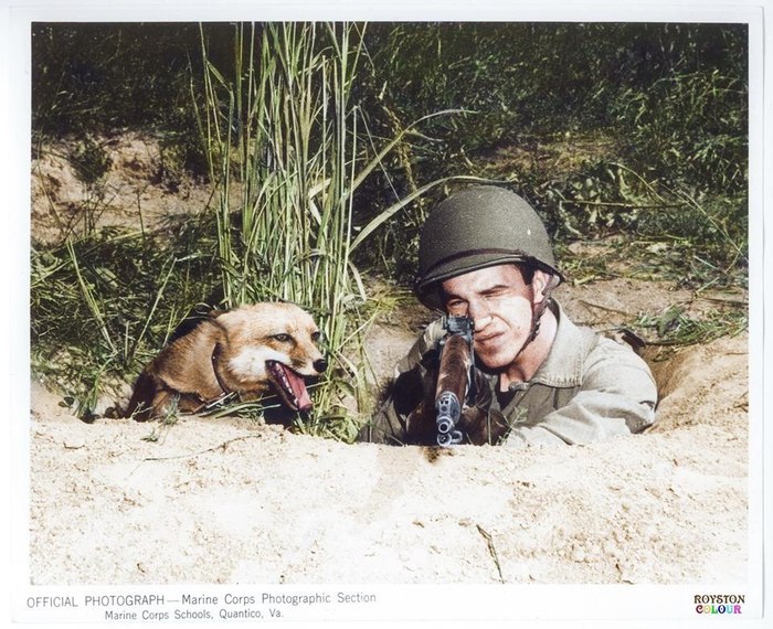 Recolor. - Fox, USA, Marines, 1943, Private, The photo