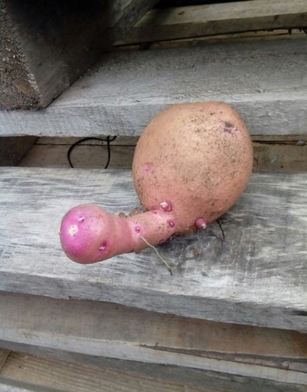 Fucking potatoes - NSFW, My, Strawberry, Potato, ribbon