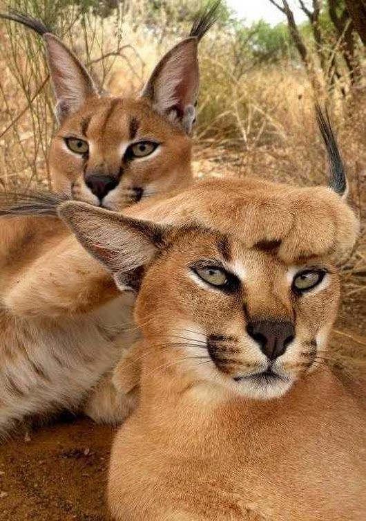 My cat, I do what I want ^.^ - Caracal, Animals, Cat family, Small cats