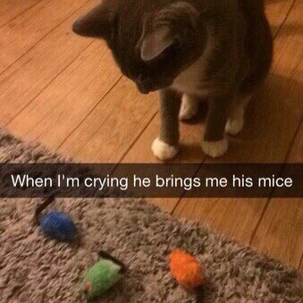When I cry, he brings me his mice. - cat, Mouse, Cry, Milota, Care, Good, The photo
