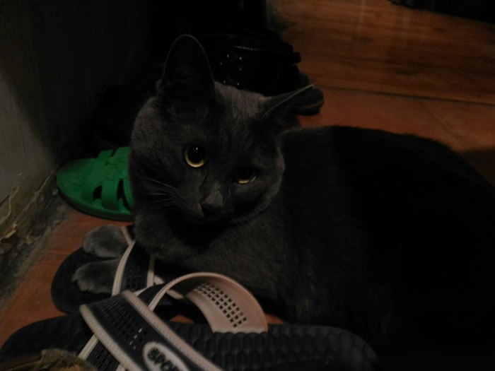 I want slippers too! - My, cat, Russian blue, Slippers, Paws, Milota