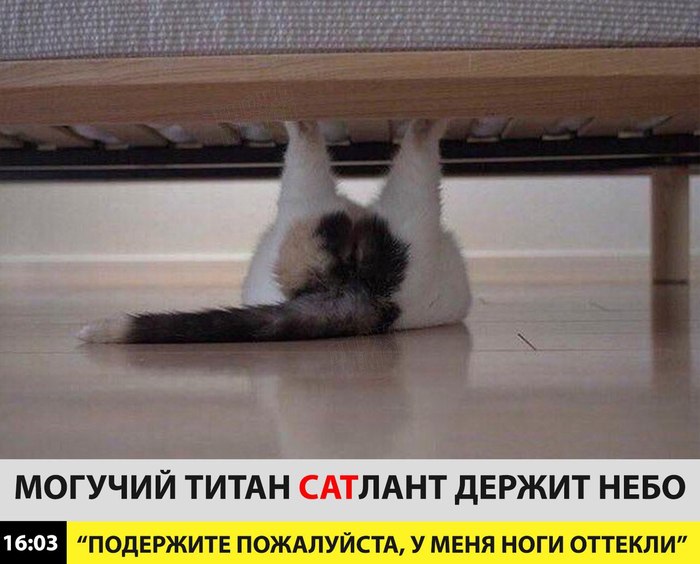 Срочно! Коту нужна помощь! - Кот, Атлант, Небо, Держит