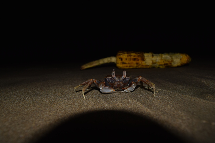 Hello Mr Crab! - My, Arambol, Crab, Beach