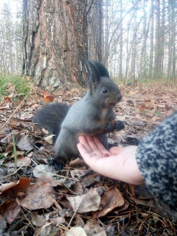 When I realized that I would have to pay for the nuts with my belly - My, Squirrel, I hz what else to write