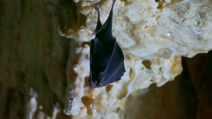 Baby horseshoe - My, Bat, Emine-Bair-Khosar Cave