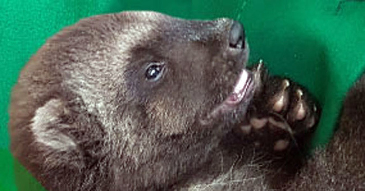 Росомаха зверь. Росомаха зоопарк московский зоопарк. Росомаха в зоопарке москвы. Росомаха зверь. В зоопарке привезли росомаху.