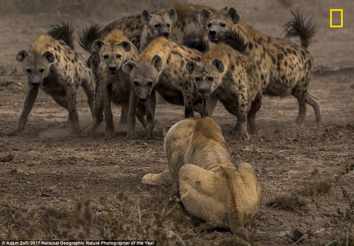 A situation in which everyone in this world can find themselves - a lion, Hyena, The national geographic