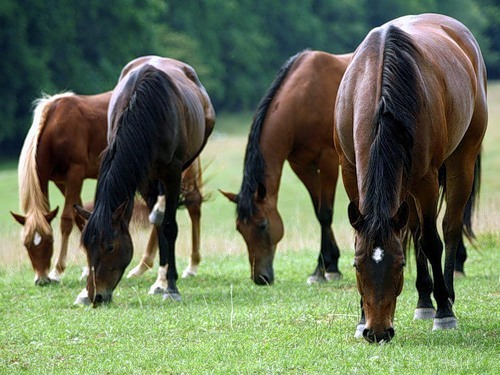 Appeasement ... - Horses, Horses, Pets, Animals, Nature