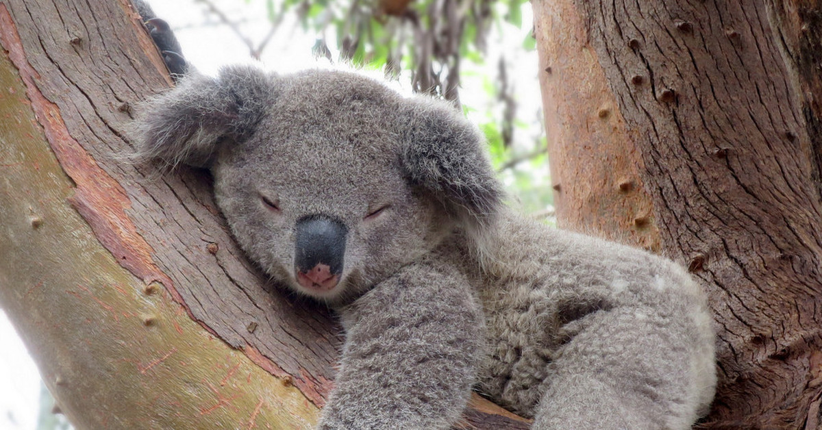 Сколько спят коалы. Мишка коала. Коала на дереве. Эвкалиптовый медведь.