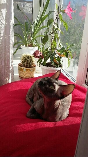 Lost cat. - My, Lost, Rostov-on-Don, Longpost, cat, Help