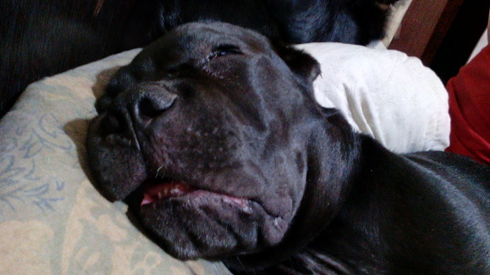 Сладкий сон