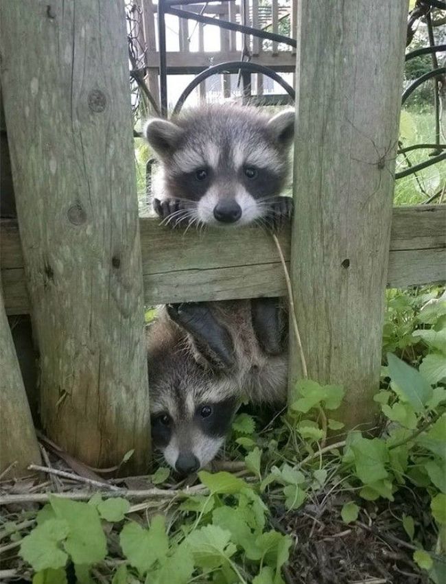 I just moved in, and the neighbors immediately came to me to say hello - Good, Came, Guests, The photo, Milota, Children, Raccoon