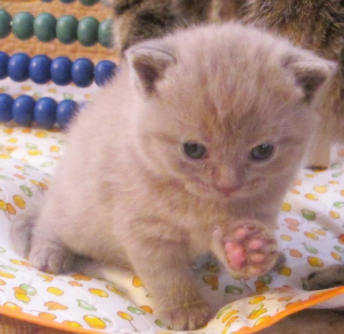 When you are asked to work, and you have paws... - Work, Hey, Paws, The photo, cat