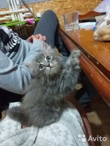 I will give a kitten Belgorod - My, Animals, Presents, Is free, cat, I will give, Fluffy, In good hands, Longpost