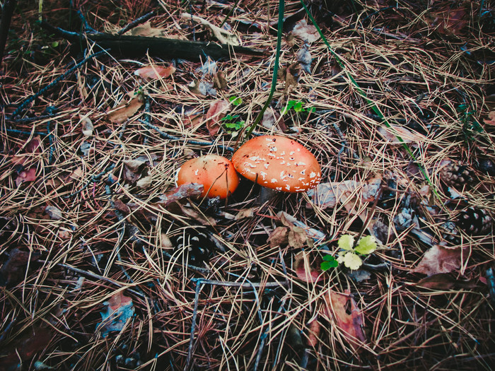 METHOD OF USE of fly agaric and cooking recipes. - My, Fly agaric, Mushrooms, Dinner is served, Food