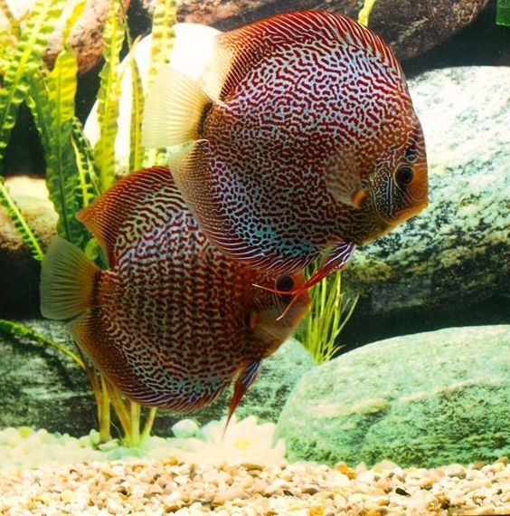 Leopard Snakeskin - Discus, Aquarium fish