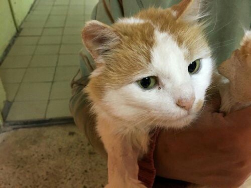 Ginger rescue story - cat, Redheads, Lost cat