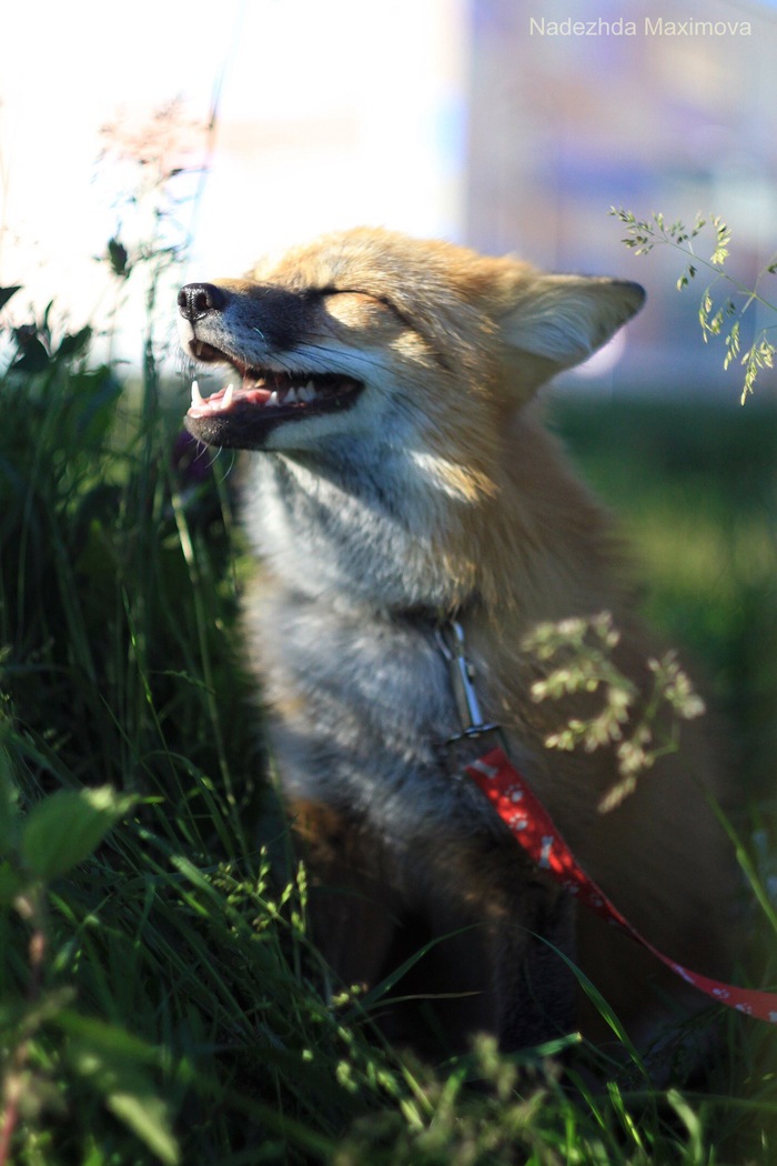 Happy post. fox alice - My, Fox, Happiness, Animals, Love, Lovely, Longpost