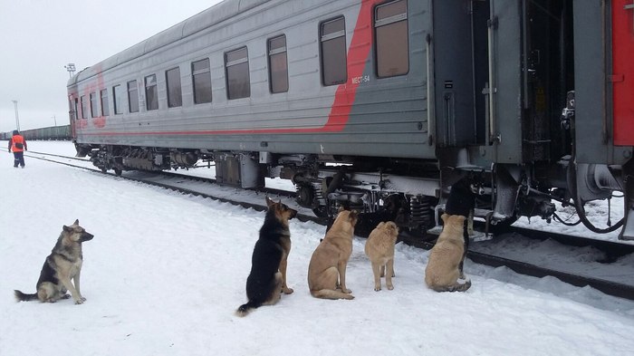 Решение проблемы бродячих собак
