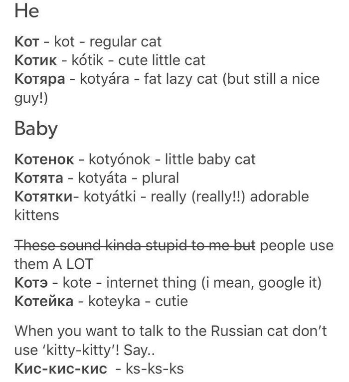 Gradation of Russian cats through the eyes of an Englishman - cat, English language, Translation, Иностранцы